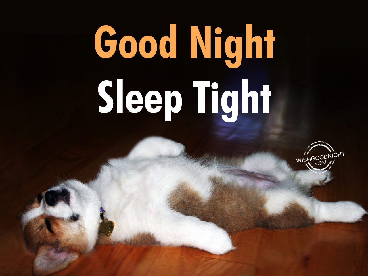 Sleep well cg5 текст. Good Night Sleep. Good Night животные. Good Night картинки. Good Night Sleep tight.